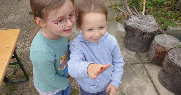 Von Marienkäfern und anderen Insekten