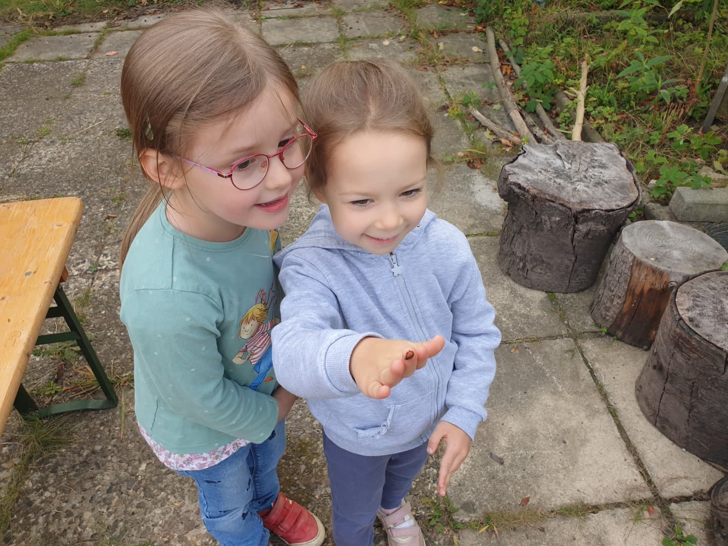 Von Marienkäfern und anderen Insekten