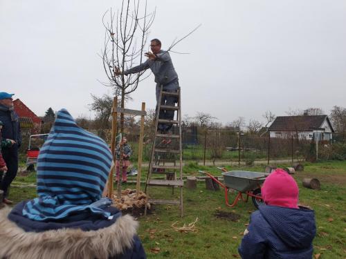 Apfelbaumpflanzung in LeNes Villa ist geschafft - Streuobstpädagoge Mathias Lange macht den ersten Formschnitt