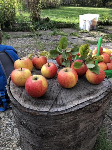 Apfelernte auf Holzhocker
