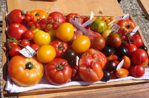 Eine kleine Auswahl unserer Tomatenvielfalt
