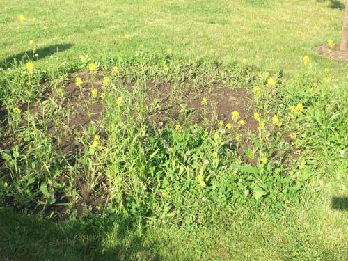 Wildblumeninsel beginnt zu wachsen LeNes Gartenkosmonauten 
